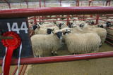 First prize pen of Blackface Lambs